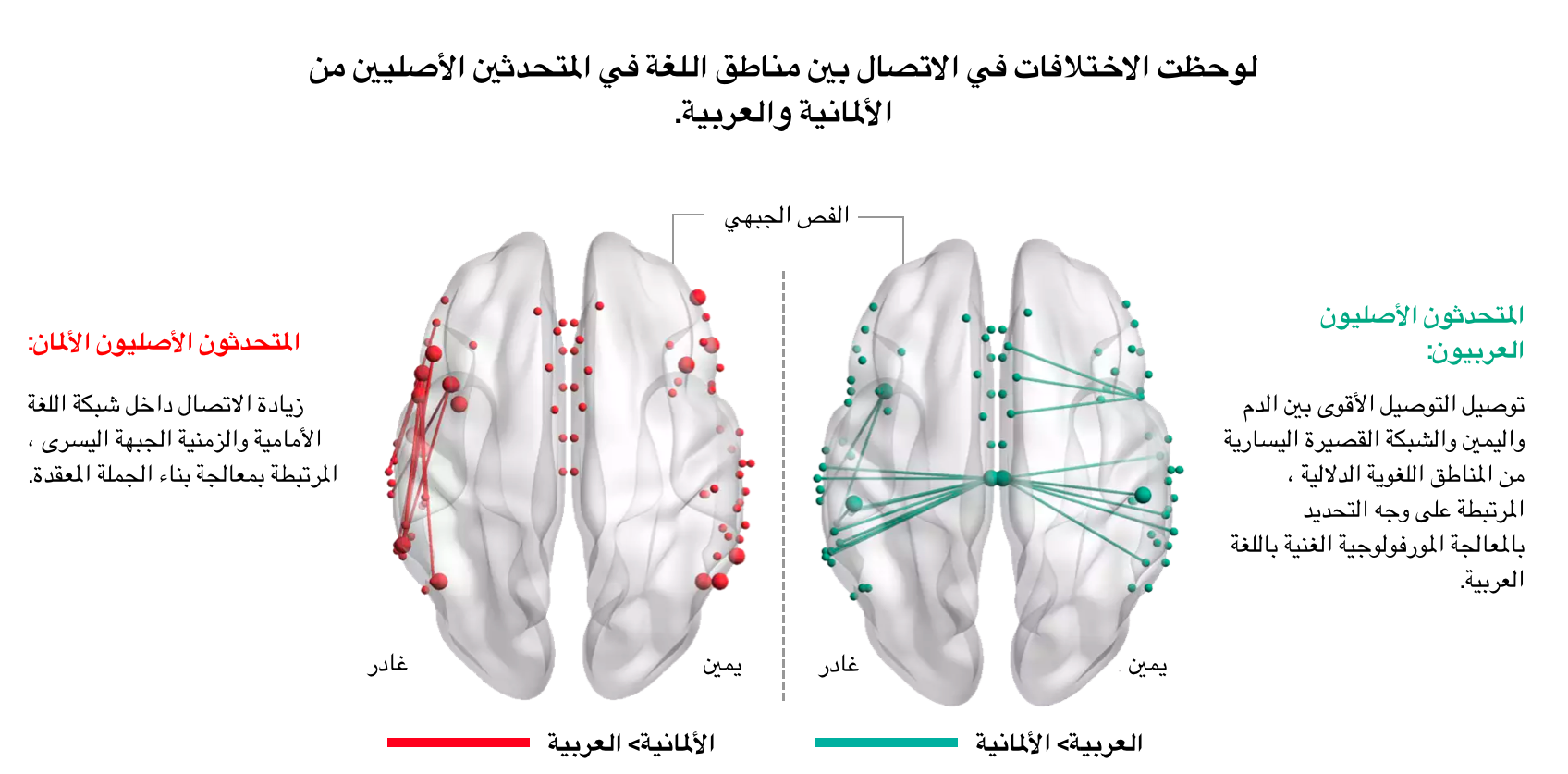 توصيلات محسّنة في أدمغة الناطقين باللغة الألمانية والعربية على الخريطة